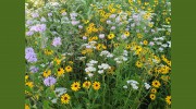Michigan Wildflower Farm