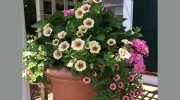 Gardens By Barbara Conolly