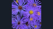 Meadowsweet Gardens & Patios