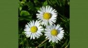 Elite Lawn & Landscape