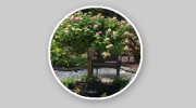 Bonny's Blooming Gardens