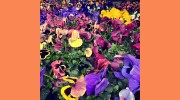Outside Influence Landscape Design Group