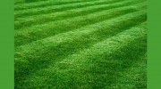 TRU-CUT Lawn Service