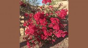 Hernandez Mesquite Landscaping