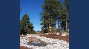 Dail & Son Landscaping