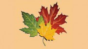 Sterling Landscape Services