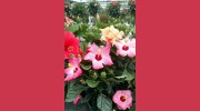 Canton Road Garden Center