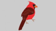 Cardinal Landscaping