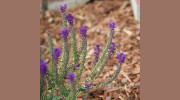 Sand Hill Fine Gardening