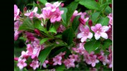 Dobias Landscaping & Garden Center