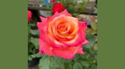 Robbins Garden Center