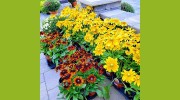 Grieder's Sod & Landscaping