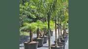 Cypress Creek Landscape Supply