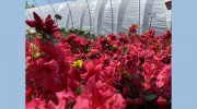 Watkins Nurseries Inc WHOL