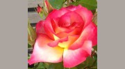Roseland Florist