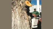 All Pro Tree Service