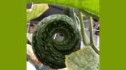 Biodegradable Container Gardening