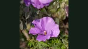 Blue Hibiscus Gardens