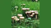 Eco Landscaping Services