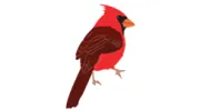 Cardinal Landscaping