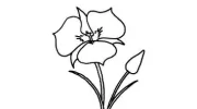 Xeriscape Design