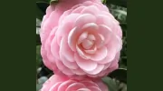 Lisenby Nursery & Outdoor