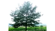 Krape Curtis L Landscaping