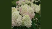 4 Seasons Garden Center