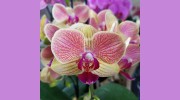Petree Garden Center