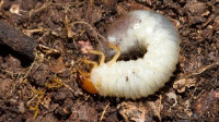 Grub Control