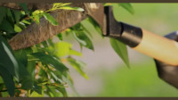 Tree and Shrub Trimming