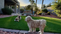 Pet Turf