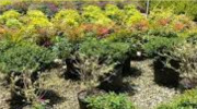 Gunters Greenhouse